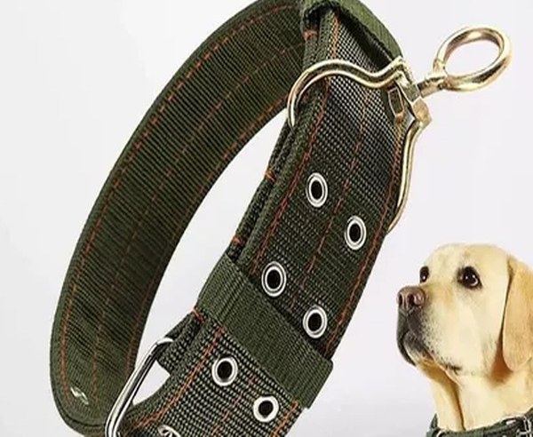Harnesses and collars